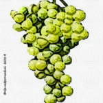 asprinio vitigno