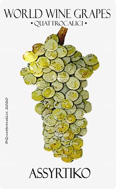 assyrtiko vitigno