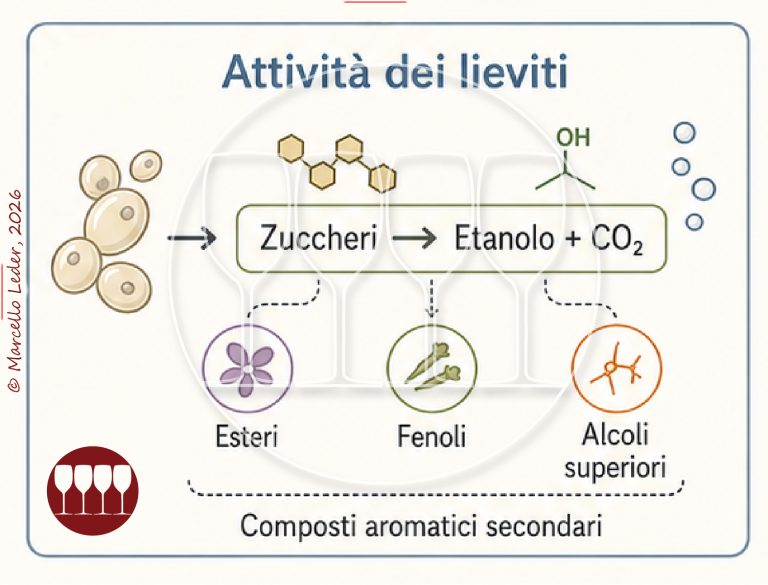 Produzione della birra – La Fermentazione - Quattrocalici