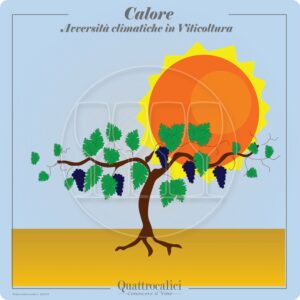 La viticoltura e il calore