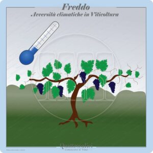 La viticoltura e il freddo