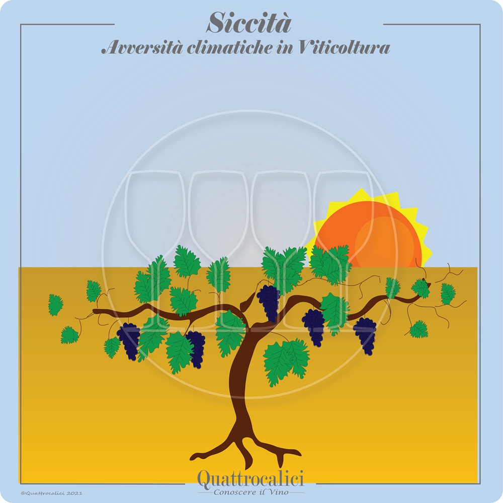 Siccità in viticoltura