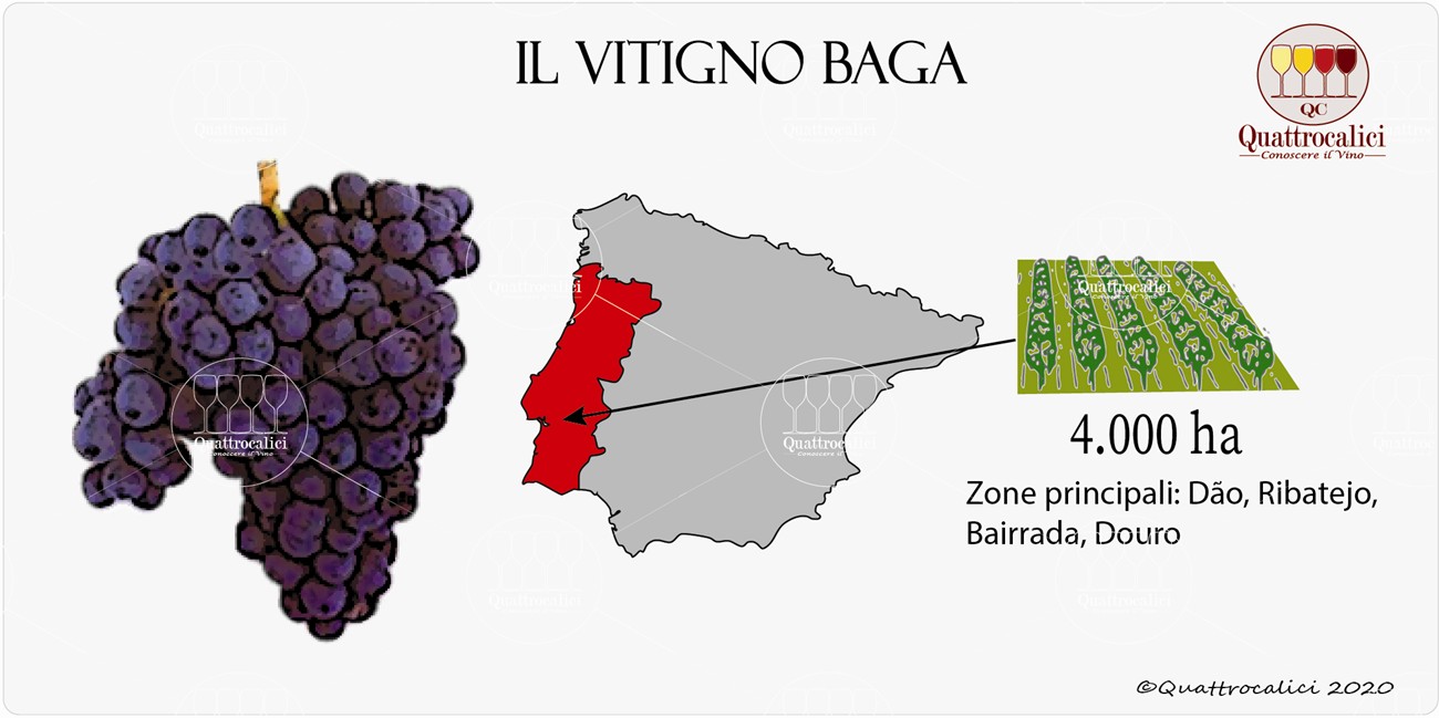vitigno baga