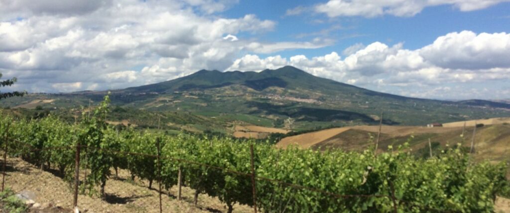 Il vino in basilicata