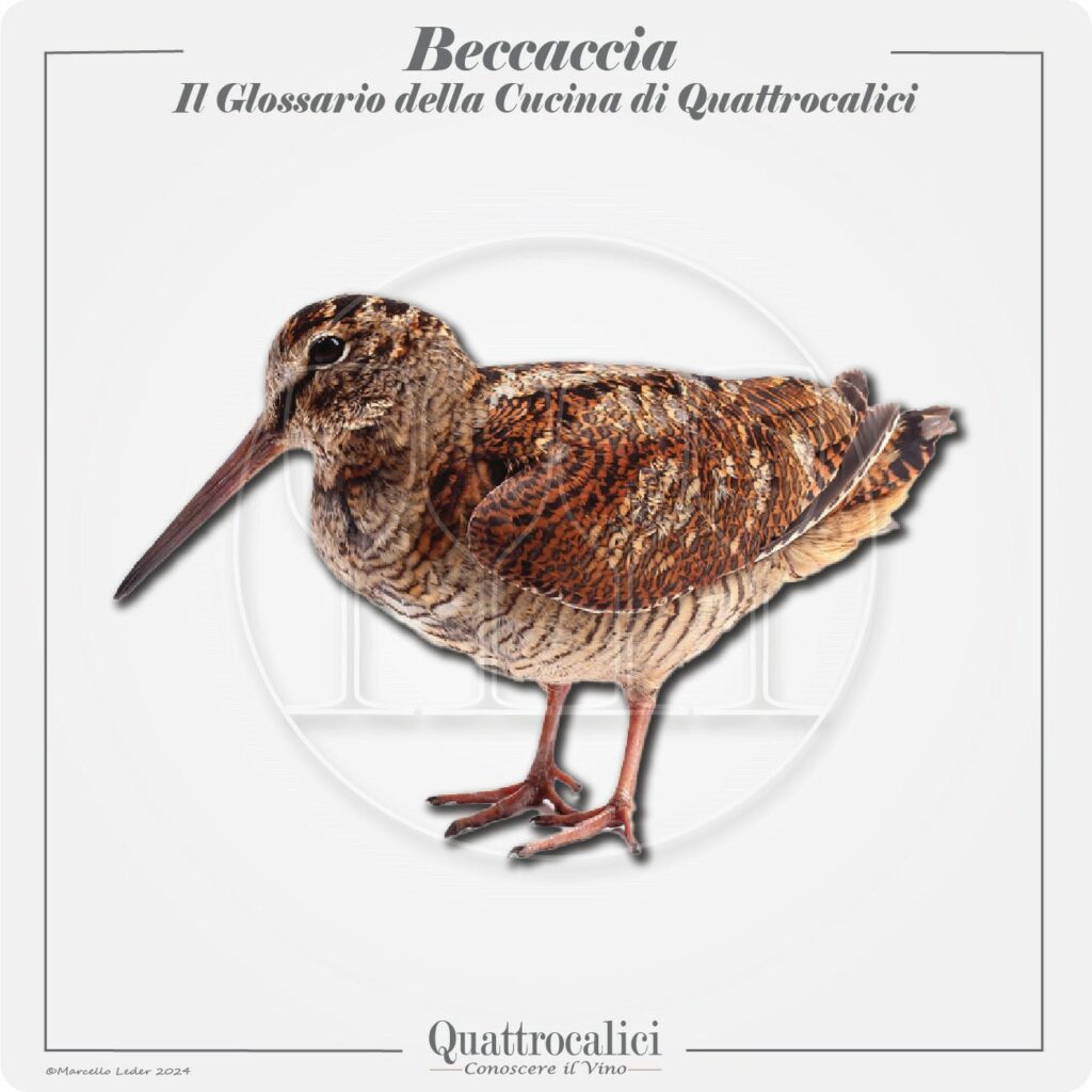 la beccaccia in cucina e con il vino