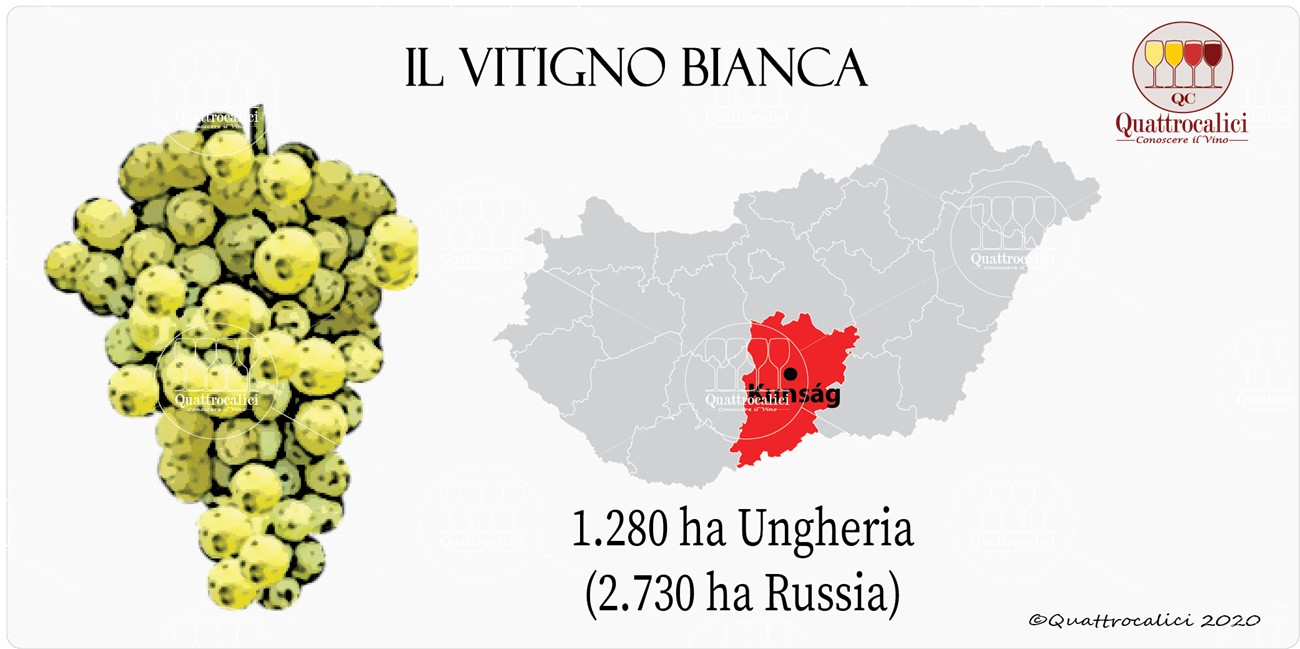 vitigno bianca