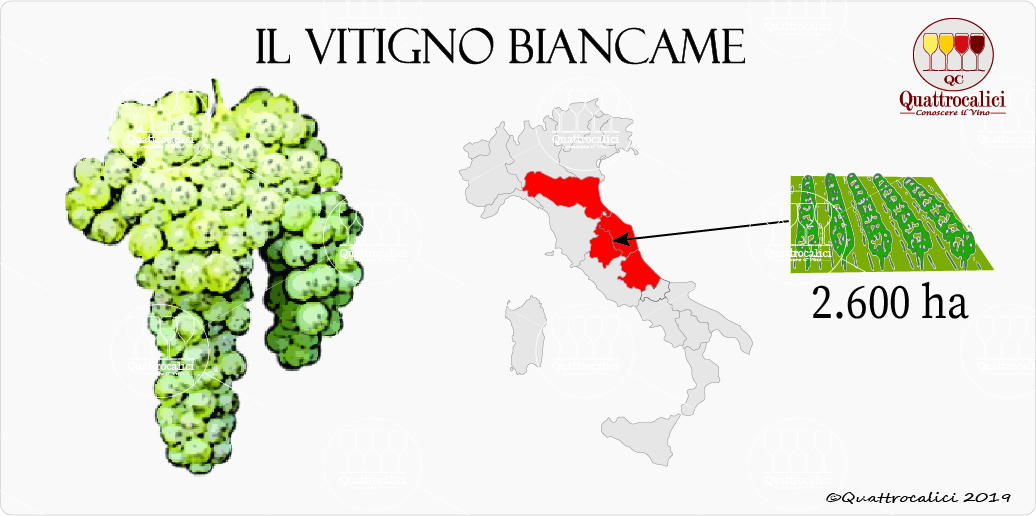 vitigno biancame