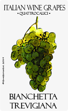 bianchetta trevigiana vitigno