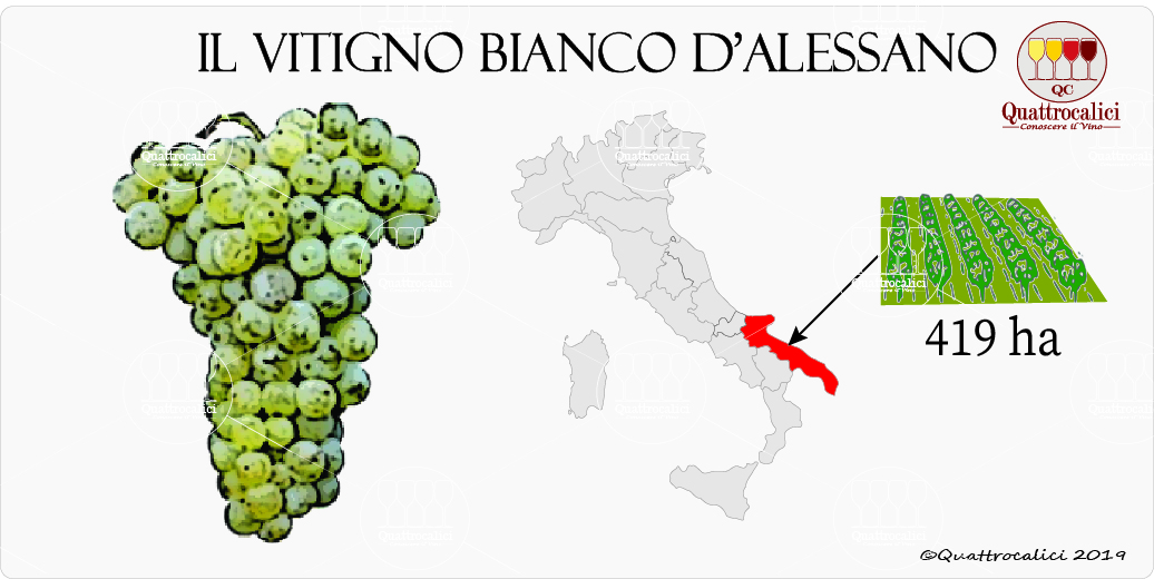 vitigno bianco d'alessano