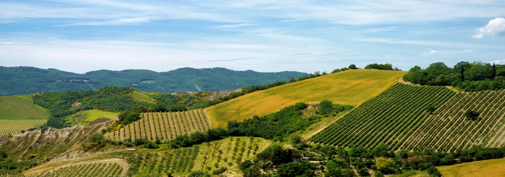 provincia bologna vino
