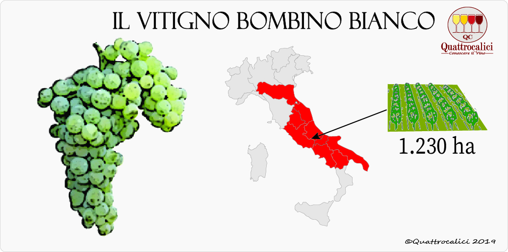 vitigno bombino bianco