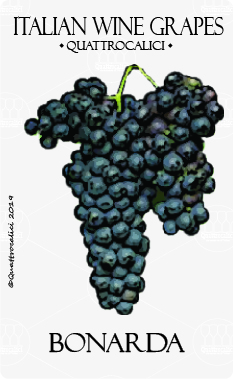 bonarda vitigno