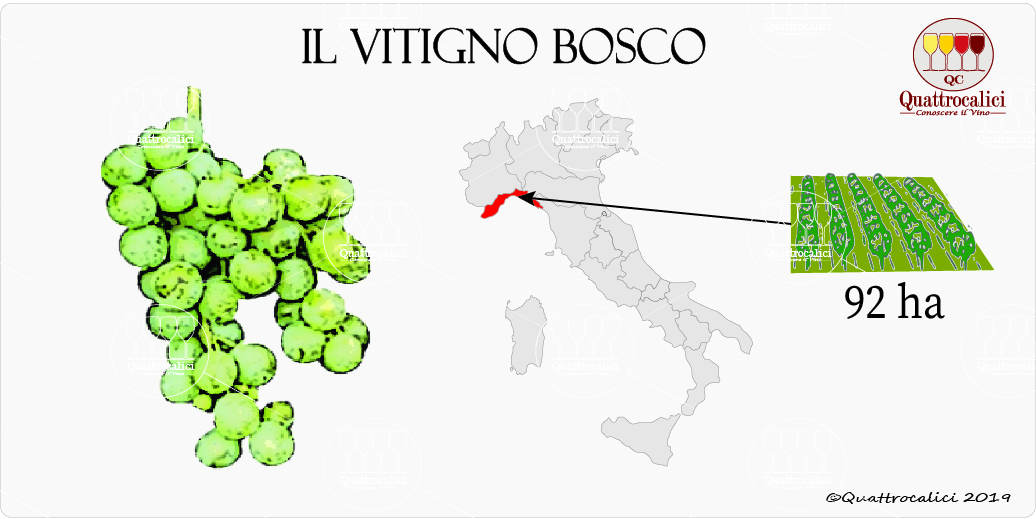 vitigno bosco