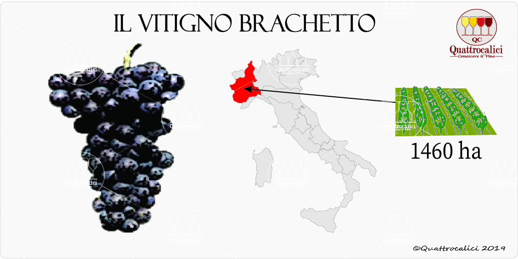 vitigno brachetto