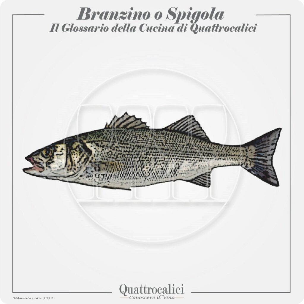 il branzino o spigola in cucina e con i vini