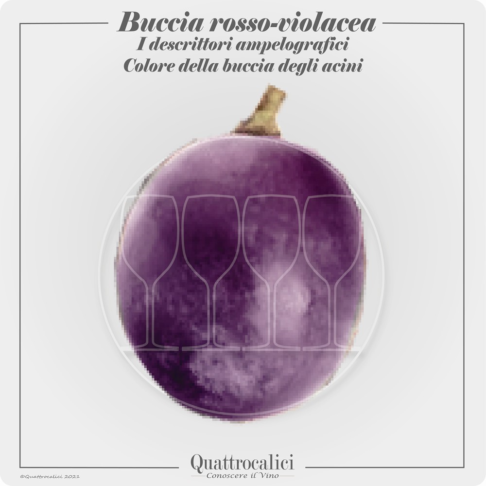 acini con buccia rosso violacea