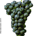 cabernet franc vitigno