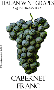 cabernet franc vitigno