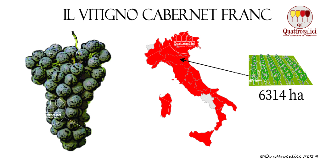 vitigno cabernet franc
