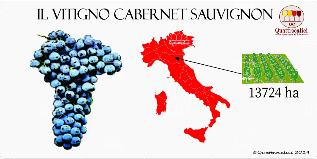 vitigno cabernet sauvignon
