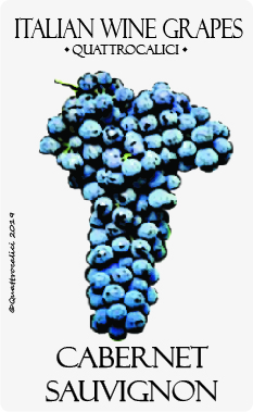 cabernet sauvignon vitigno