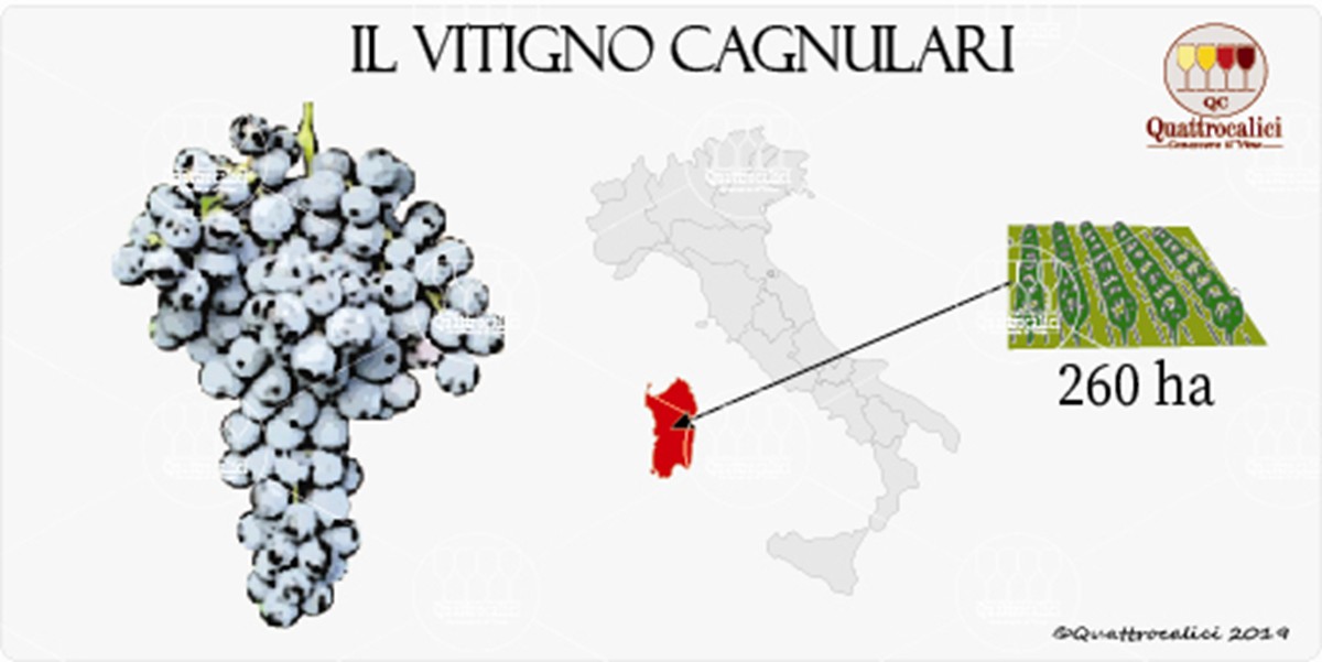 vitigno cagnulari