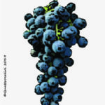 calabrese-nero d'avola vitigno