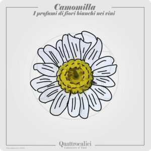 Il profumo di camomilla nei vini