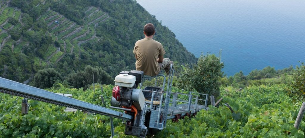 Il vino in campania