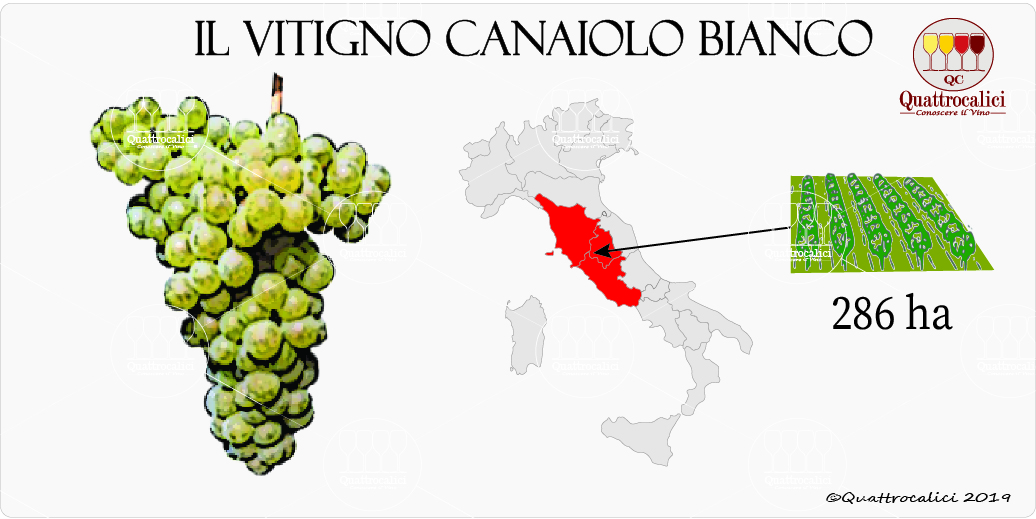 vitigno canaiolo bianco