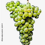 canaiolo bianco vitigno