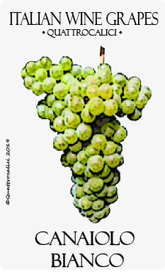canaiolo bianco vitigno