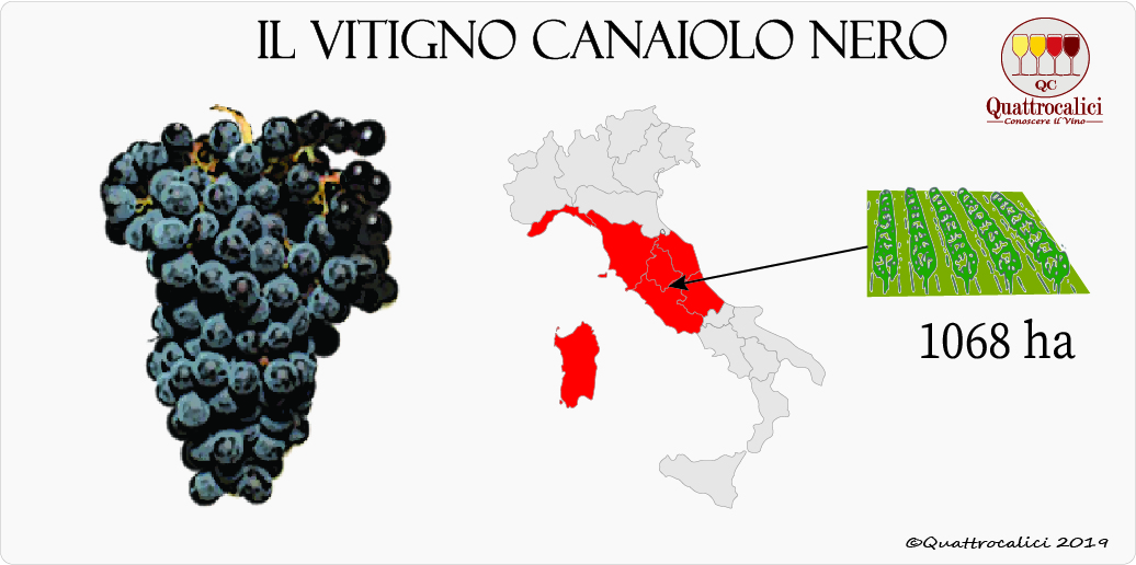 vitigno canaiolo nero