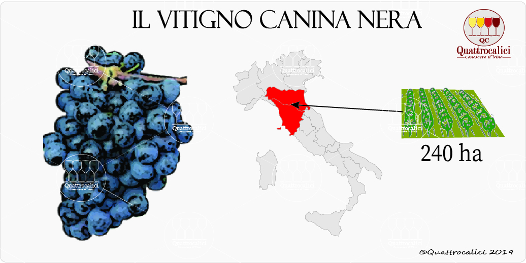 vitigno canina nera