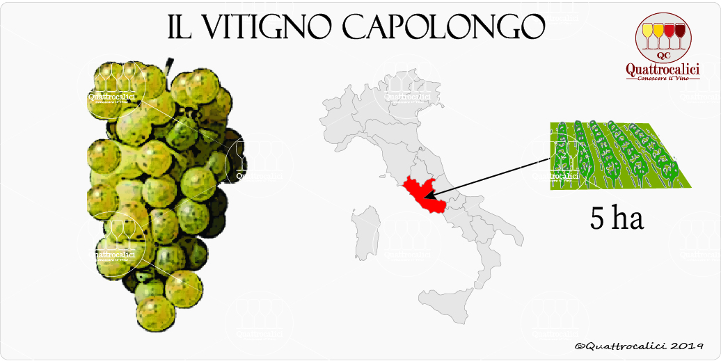 vitigno capolongo