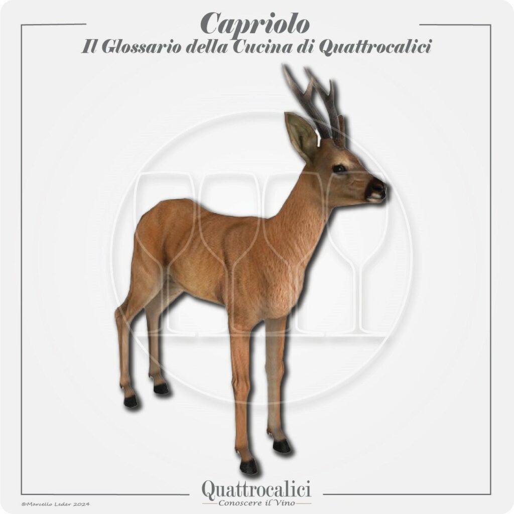 il capriolo in cucina e con il vino