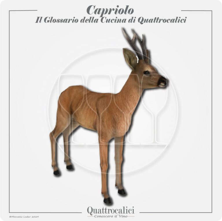 il capriolo in cucina e con il vino