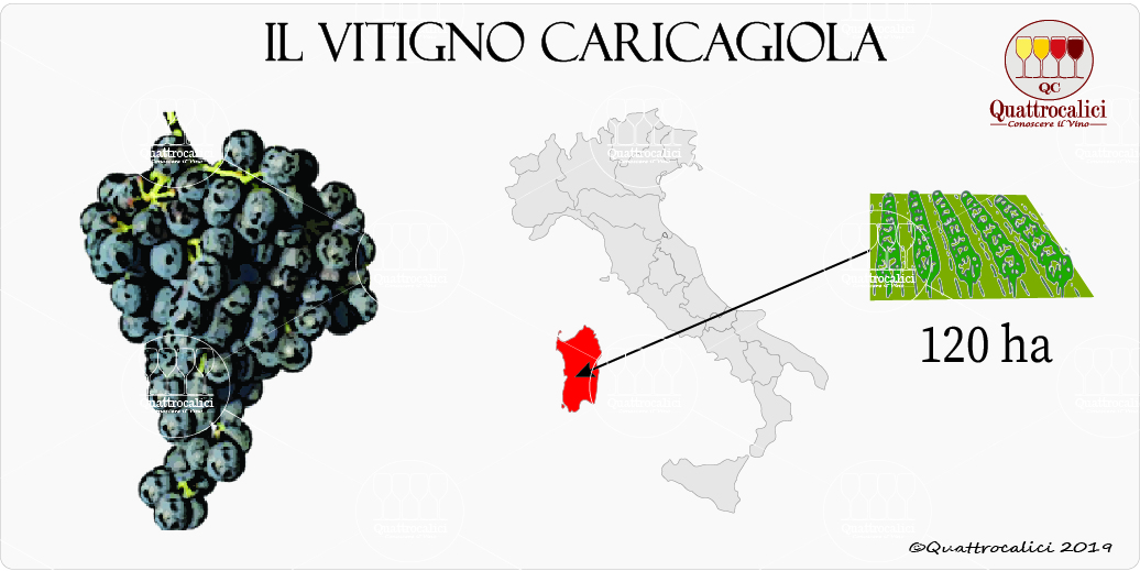 vitigno caricagiola