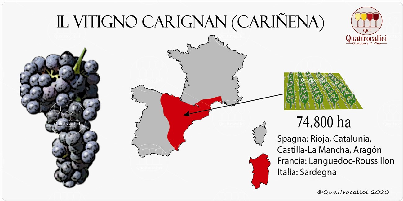 vitigno carignan