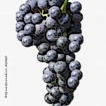 carignan vitigno