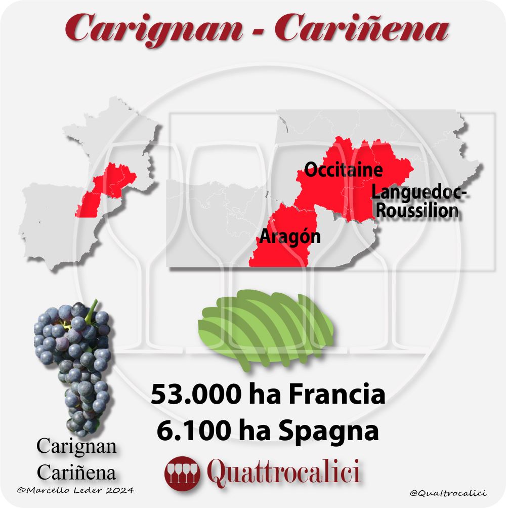 Il vitigno Carignan in Francia e in Spagna