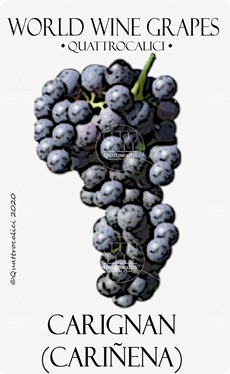 carignan vitigno