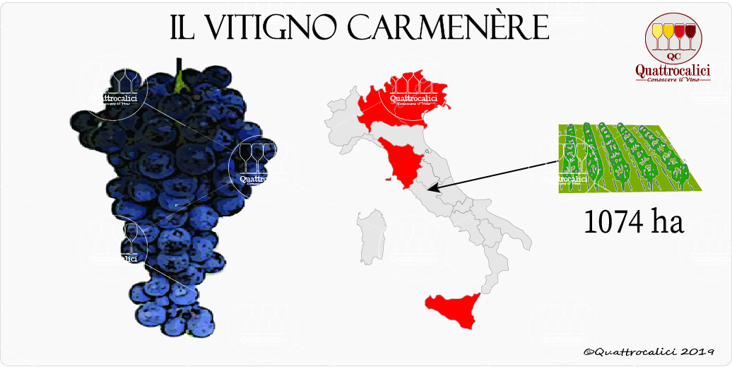 vitigno carmenere