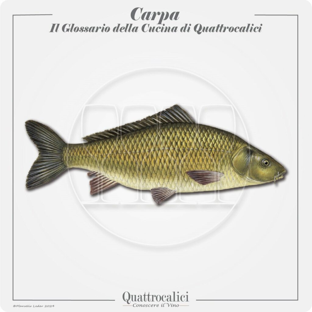 la carpa in cucina e con il vino