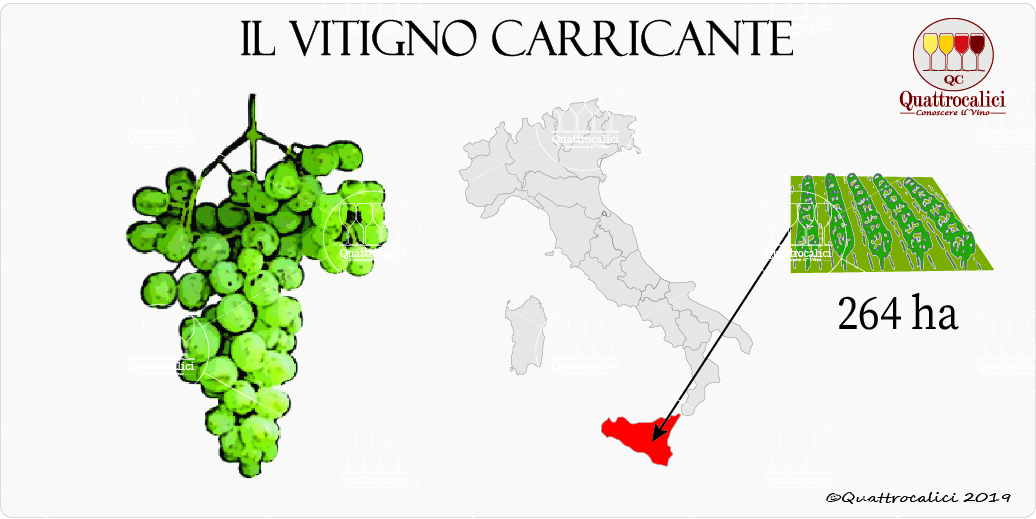 vitigno carricante