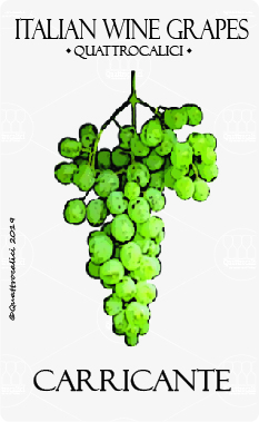 carricante vitigno