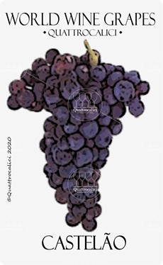 castelao vitigno