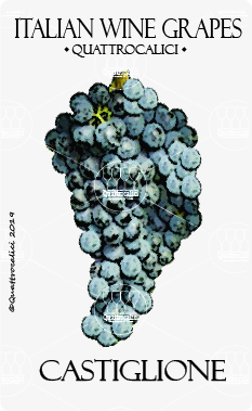 castiglione vitigno