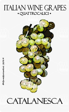 catalanesca vitigno