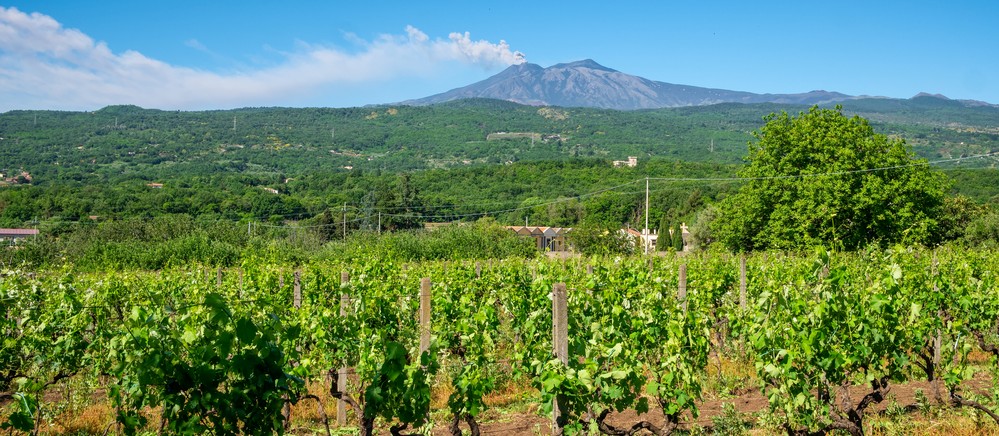 provincia catania vino